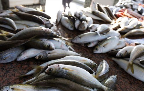 豬價(jià)重挫引發(fā)連鎖反應(yīng) 豬肉、雞蛋、魚價(jià)齊跌，農(nóng)產(chǎn)品市場(chǎng)迎來調(diào)整期